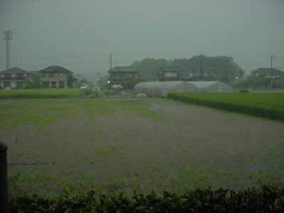 田んぼじゃありません。畑です。　[2007年5月10日撮影]