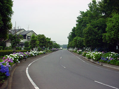 県西生涯学習センター入り口近くのアジサイ [2007年6月25日撮影]