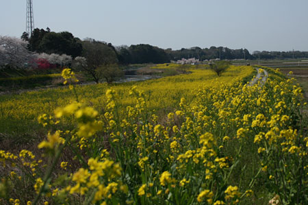 堤防に咲き誇る黄色の花(菜の花)