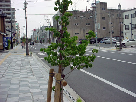 稲荷町通りに植えられた木 [2008年6月15日撮影]