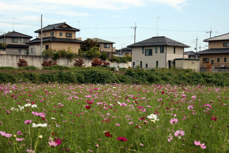 中館地区のコスモス畑 [2008年10月12日撮影]