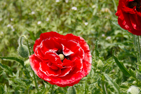 筑西市内某所に群生していたケシ？の花 [2009年5月2日 撮影]