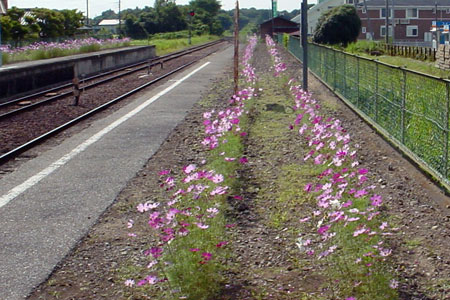 大田郷駅ホームに咲き誇るコスモス [2009年9月16日撮影]