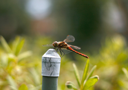 Canon EF50mm F1.8 II(単焦点レンズ)の試し撮り [2009年9月19日撮影]