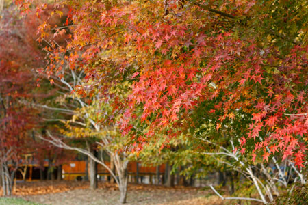 県西総合公園の紅葉 [2010年11月21日撮影]