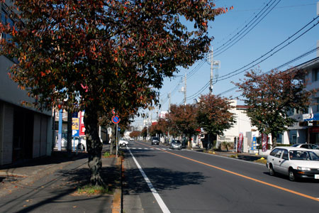 紅く染まった下館駅南のさくらの木 [2011年11月16日撮影]