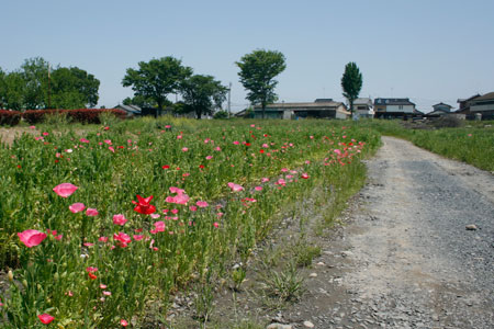 道端に花が咲いている鬼怒川河川敷のじゃり道 [2012年5月19日撮影]