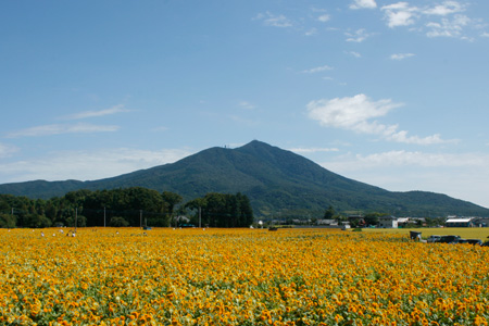 最高の天気のあけのひまわりフェスティバル [2012年9月7日撮影]