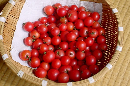 わが家で採れたプチトマト [2012年9月27日撮影]