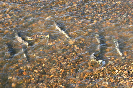 下館小学校そばの勤行川を遡上する鮭の様子 [2012年11月18日撮影]