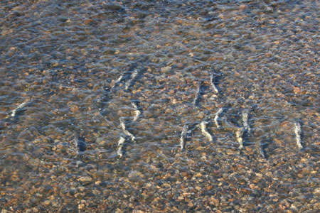 下館小学校そばの勤行川を遡上する鮭の様子 [2012年11月21日撮影]