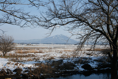 大谷川と桜の木と雪化粧の筑波山 [2013年1月15日午後撮影]