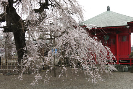延命寺の樹齢300年のしだれ桜 [2013年3月25日撮影]