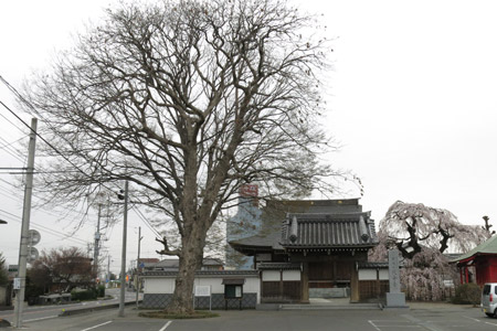 延命寺の大木 [2013年3月25日撮影]