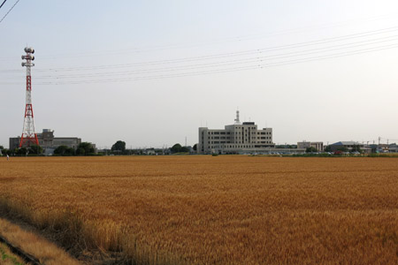 収穫間近の下館駅南の麦畑 [2013年6月5日撮影]