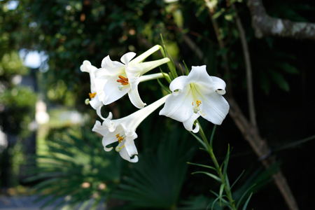 白く咲くのはユリの花 [2013年8月22日撮影]