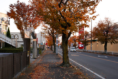 みごとな紅葉の下館駅南カスミ近くの街路樹 [2013年11月24日撮影]