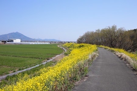 大谷川沿いに咲く菜の花 [2014年4月7日撮影]