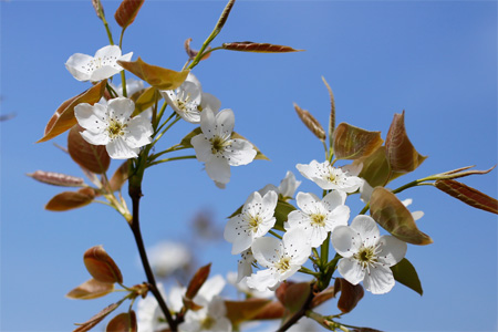 梨の花まつり [2014年4月13日撮影]