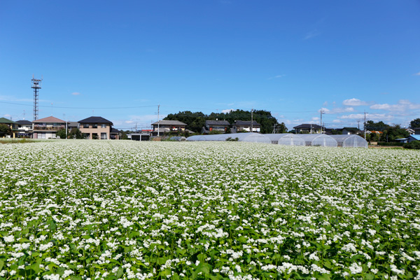 そばの花 [2014年9月26日撮影]