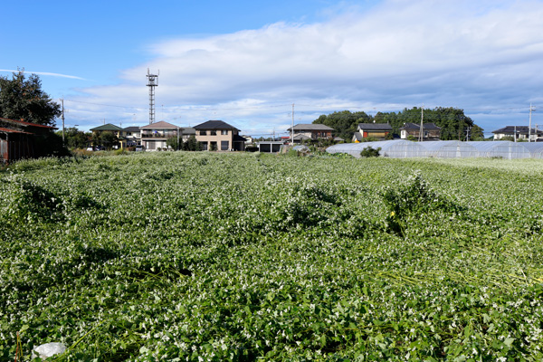 倒れてしまったそば畑 [2014年10月6日撮影]