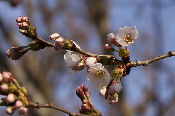 ほんの数輪開花していた下館運動場のさくら [2015年3月28日撮影]