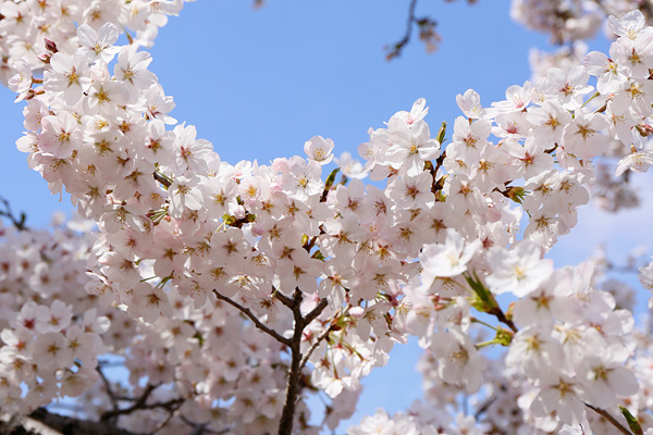 明野公民館の桜 [2015年4月2日撮影]