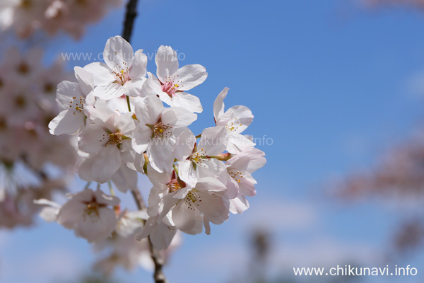 明野公民館の桜 [2015年4月2日撮影]