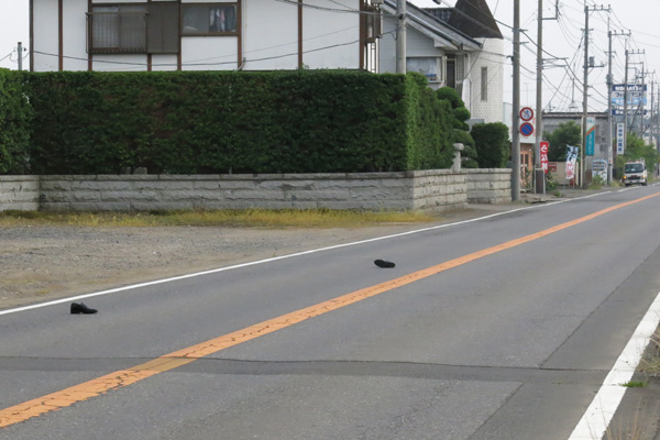 旧国道294号に落ちていた紳士物の靴 [2015年6月16日撮影]