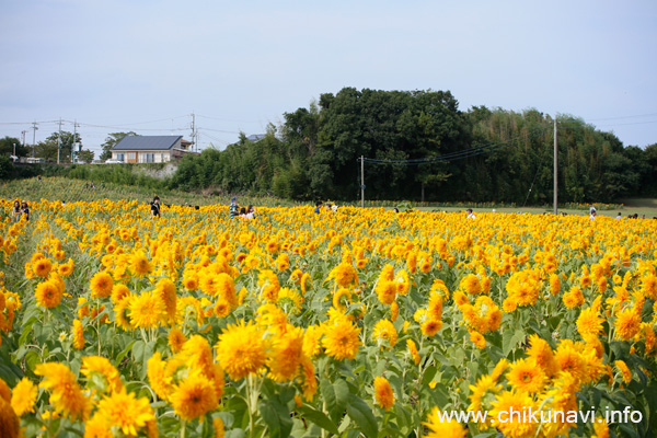 花の中央がまだ咲いていない八重ひまわり [2015年9月5日撮影]