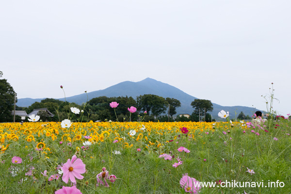 それなりに綺麗なコスモスとひまわり [2015年9月5日撮影]