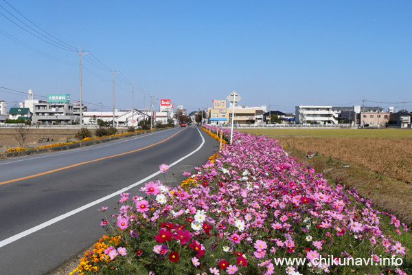 見事に咲き誇る下館駅南のコスモス [2015年11月1日撮影]