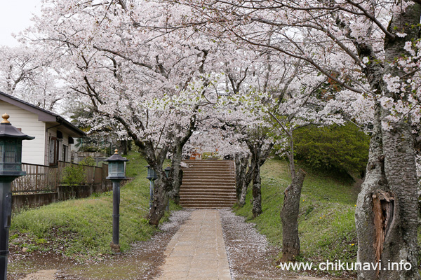 観音寺 (中館) の桜 [2016年4月8日撮影]