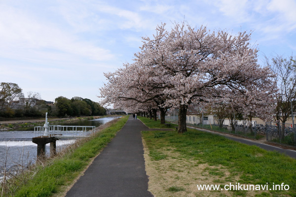 勤行川の土手、桜づつみのさくら [2016年4月9日撮影]