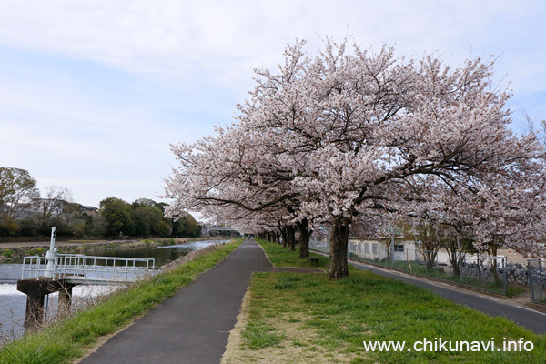 勤行川の土手、桜づつみのさくら [2016年4月9日撮影]