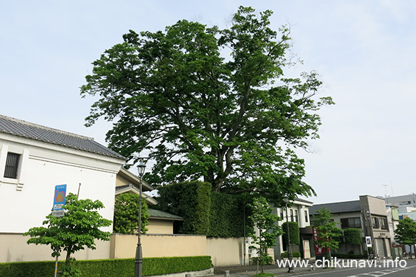 日専連しもだて近くの大木 [2016年5月8日撮影]