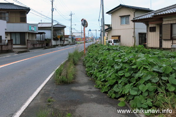 元気が良過ぎる雑草 [2016年7月15日撮影]