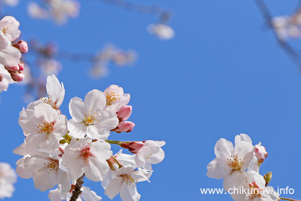 下岡崎近隣公園の桜 [2017年4月6日撮影]