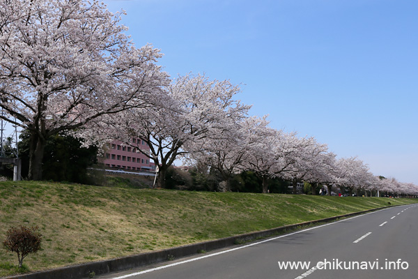 勤行川 桜づつみの桜 [2017年4月10日撮影]