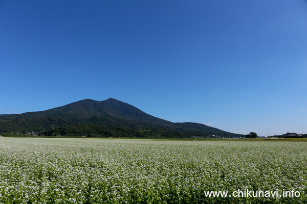 筑波山とそば畑 [2017年9月29日撮影]