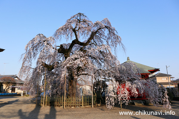 延命寺のしだれ桜 [2018年3月25日撮影]