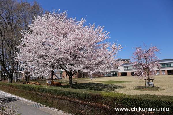 県西生涯学習センターの桜 [2018年3月30日撮影]