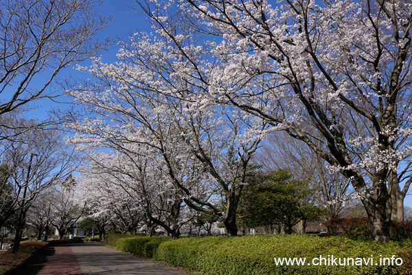 県西総合公園の桜 [2018年3月30日撮影]