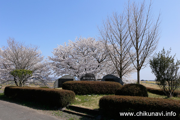 母子島遊水地の桜 [2018年3月31日撮影]