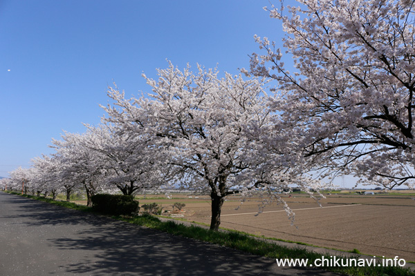 母子島遊水地の桜 [2018年3月31日撮影]