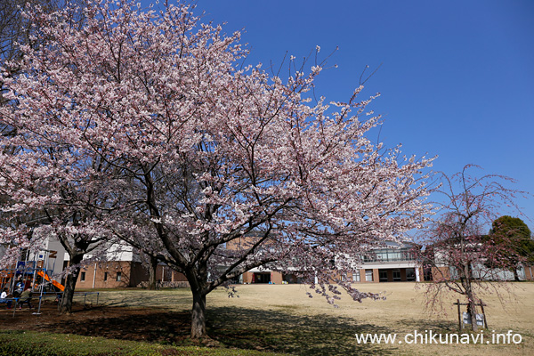 県西生涯学習センターの桜 [2021年3月24日撮影]