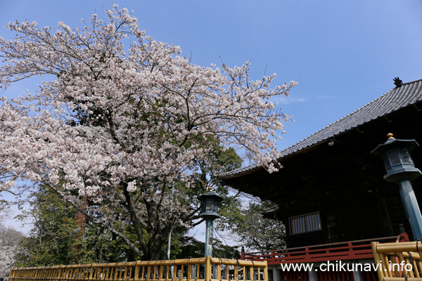 観音寺 (中館観音) の桜 [2021年3月27日撮影]