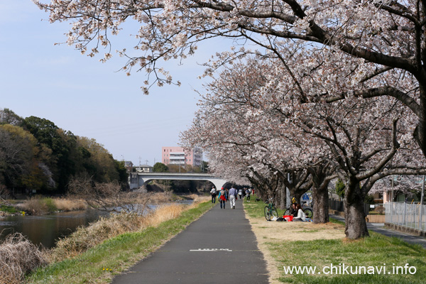 桜づつみの桜 [2021年3月27日撮影]