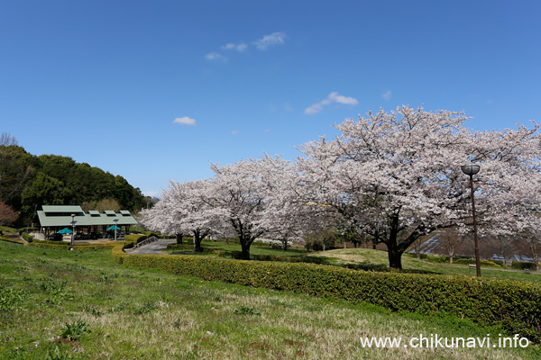 宮山ふるさとふれあい公園のさくら [2021年3月29日撮影]