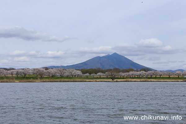 母子島遊水地のさくら [2021年3月29日撮影]